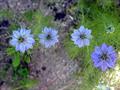Nigella sativum